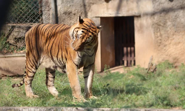 虎の一頭が頭を回す 背景がぼやけていて — ストック写真