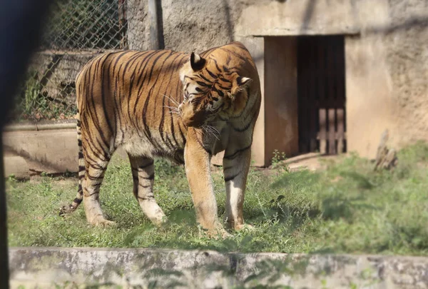 Jeden Tygrů Otočí Hlavu Rozmazaném Pozadí — Stock fotografie