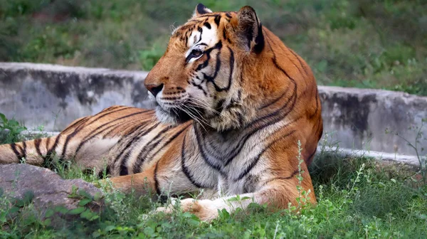 Tigre Está Sentado Chão Com Fundo Desfocado — Fotografia de Stock