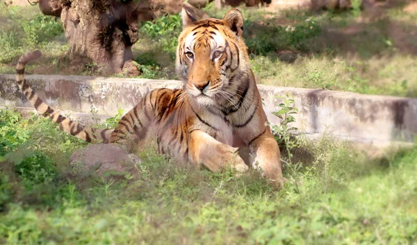 Tigre Está Sentado Chão Com Fundo Desfocado — Fotografia de Stock