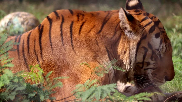 Tigre Está Sentado Chão Com Fundo Desfocado — Fotografia de Stock