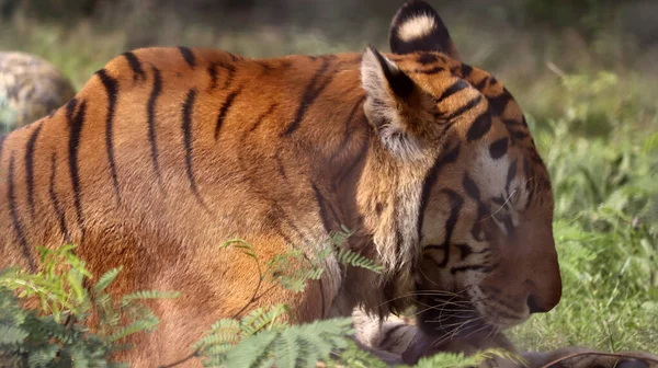 Tigre Está Sentado Chão Com Fundo Desfocado — Fotografia de Stock