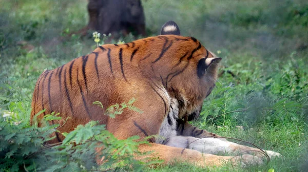 Tiger Sitting Ground Blur Background — Stock Photo, Image