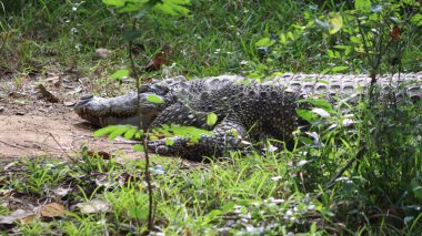 Büyük timsah yerde uzanıyor. Soluk arkaplanda