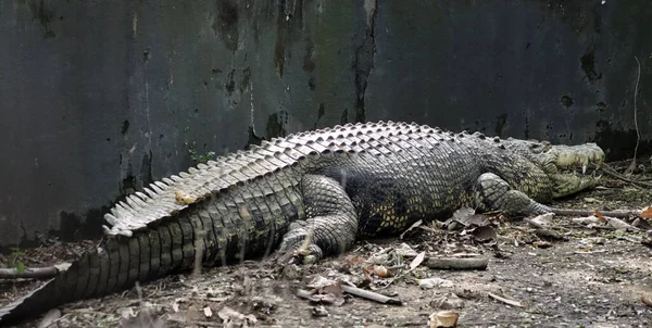 Crocodilo Grande Está Deitado Chão Fundo Escuro — Fotografia de Stock