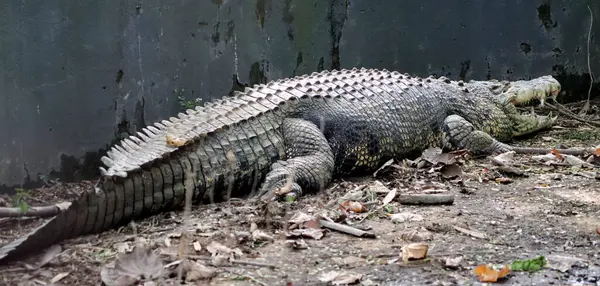 Crocodilo Grande Está Deitado Chão Fundo Escuro — Fotografia de Stock