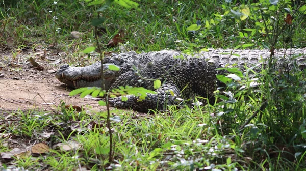 Crocodilo Grande Está Deitado Chão Fundo Escuro — Fotografia de Stock