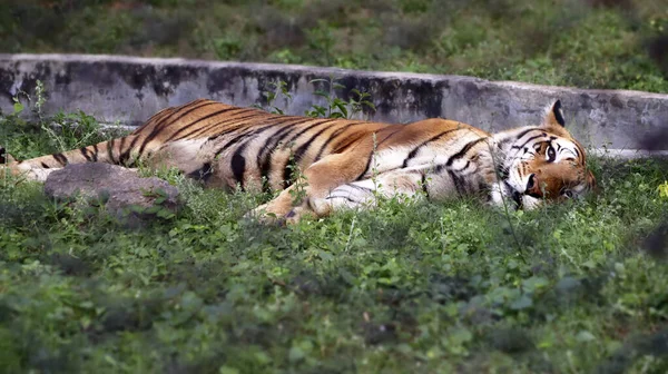 Tigre Está Durmiendo Suelo Con Fondo Borroso — Foto de Stock