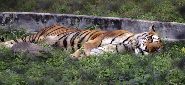Tygr Spí Zemi Rozmazaným Pozadím — Stock fotografie
