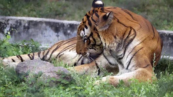 Tygr Sedí Zemi Rozmazaným Pozadím — Stock fotografie