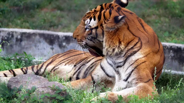 Tigre Está Sentado Suelo Con Fondo Borroso — Foto de Stock