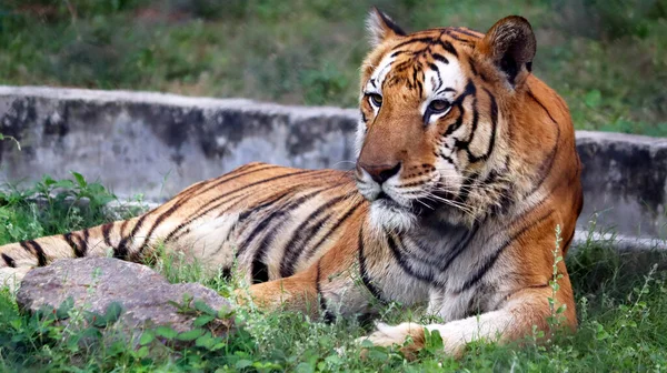 Tigre Está Sentado Chão Com Fundo Desfocado — Fotografia de Stock