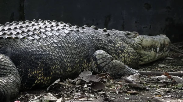 Crocodilo Grande Está Deitado Chão Fundo Escuro — Fotografia de Stock