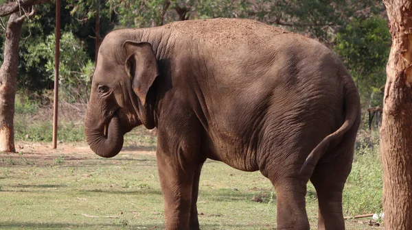 Einer Der Elefanten Steht Vor Einem Schwachen Natürlichen Hintergrund — Stockfoto