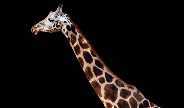 Nek Hoofd Van Giraffe Met Zwarte Achtergrond — Stockfoto