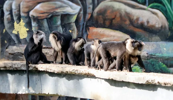 León Con Cola Macaco Sienta Grupo Mono Negro Con Fondo —  Fotos de Stock