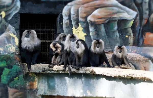 León Con Cola Macaco Sienta Grupo Mono Negro Con Fondo —  Fotos de Stock