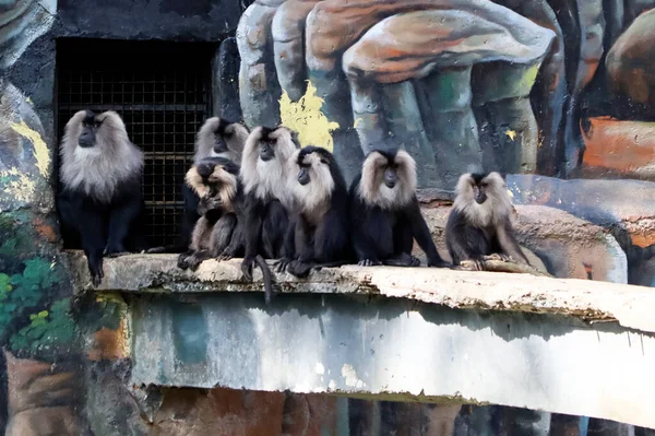lion tailed macaque sit in the group. black monkey. with blur background