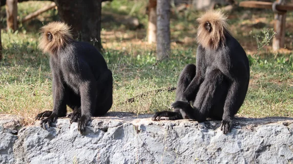 León Cola Macaco Sentarse Suelo Ingenio Fondo Borroso — Foto de Stock