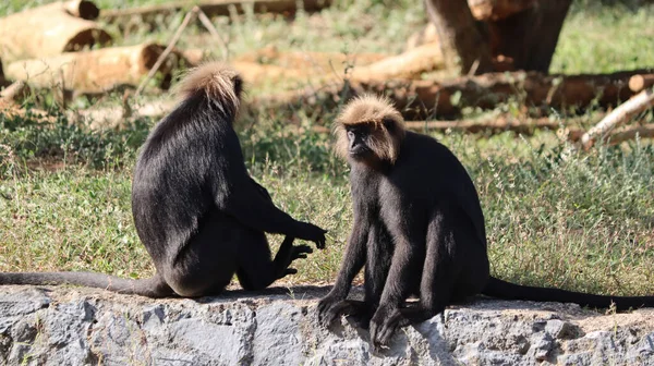 León Cola Macaco Sentarse Suelo Ingenio Fondo Borroso — Foto de Stock