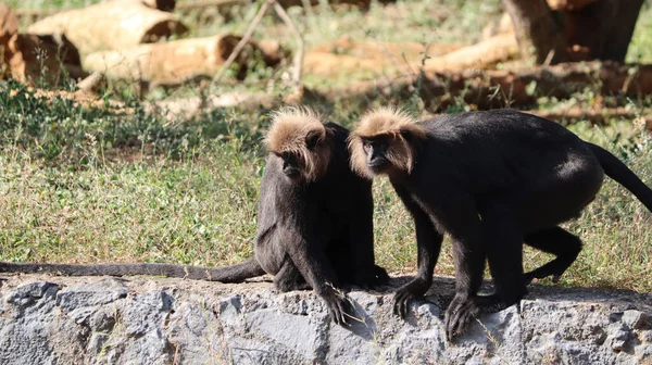 León Cola Macaco Sentarse Suelo Ingenio Fondo Borroso — Foto de Stock