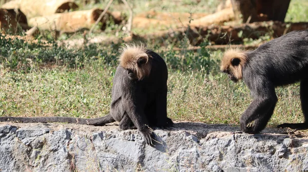 León Cola Macaco Sentarse Suelo Ingenio Fondo Borroso — Foto de Stock