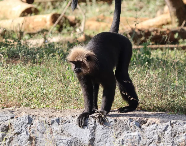 León Cola Macaco Sentarse Suelo Ingenio Fondo Borroso —  Fotos de Stock