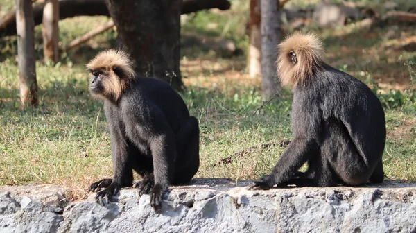 Lew Śledzony Macaque Siedzi Ziemi Dowcip Rozmyty Tło — Zdjęcie stockowe