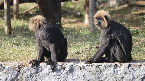 León Cola Macaco Sentarse Suelo Ingenio Fondo Borroso — Foto de Stock