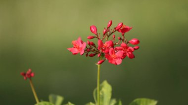 Koyu kırmızı çiçek. yeşil bulanık arkaplanlı