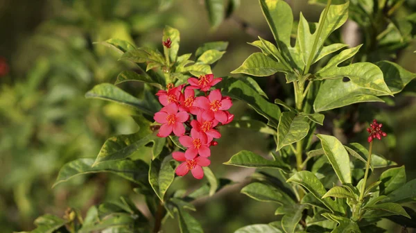 Flor Roja Oscura Con Fondo Borroso Verdoso — Foto de Stock