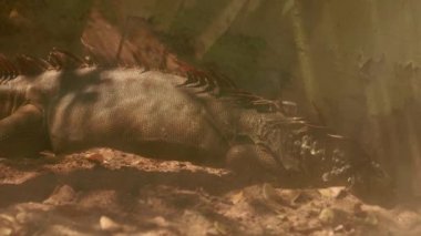 İguana loş noktadaki oyuğu kazar.