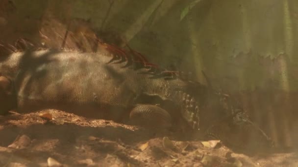 鬣蜥在昏暗的地方挖沟槽 — 图库视频影像