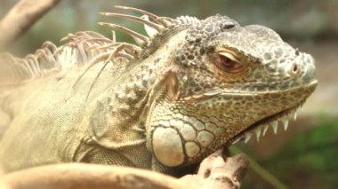 Kahverengi iguana yakın çekim 