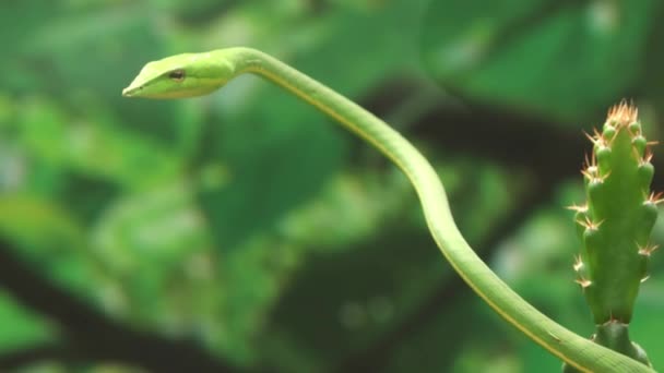 鋭い緑色のヘビ Ahaetulla はまっすぐです 背景がぼけていて — ストック動画
