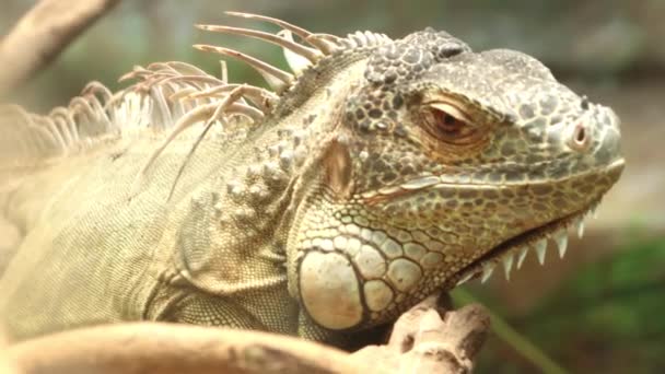 Kahverengi Iguana Yakın Çekim — Stok video
