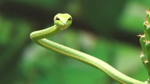 鋭い緑色のヘビ Ahaetulla はまっすぐです 背景がぼけていて — ストック動画