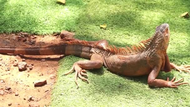 Brązowa Iguana Leży Ziemi — Wideo stockowe