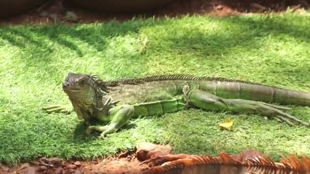 Iguana Verde Está Chão — Vídeo de Stock