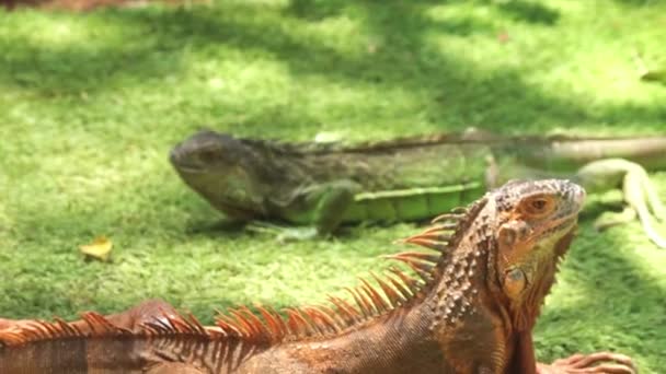 Biraz Bulanık Yeşil Iguana Yerde Sürünüyor — Stok video