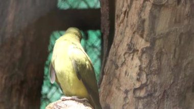 Güzel yeşil papağan ayakta duruyor ve burnuyla vücudunu ovuyor.