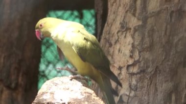 Güzel yeşil papağan uçurumun kenarında duruyor.