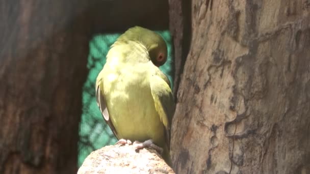 Beautiful Green Parrot Standing Rubs Its Body Its Nose — Stock Video