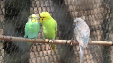 Muhabbet kuşu papağanları kuşların sevdikleri çıkıntıda duruyor. Muhabbet kuşu, papağanları jestleriyle çiftleştirir.