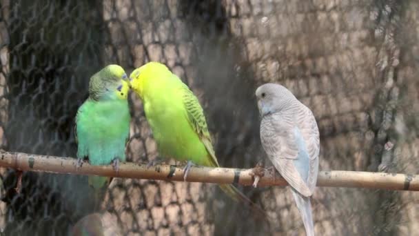 Hermoso Perico Loros Aves Amor Está Pie Cornisa — Vídeos de Stock