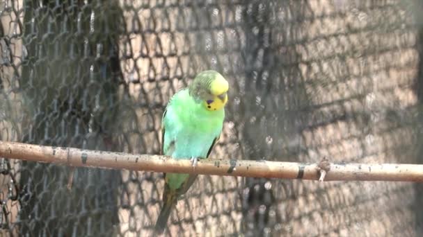 Perruche perroquet oiseaux est debout sur le rebord. Les oiseaux perruches avec ses gestes sont magnifiques