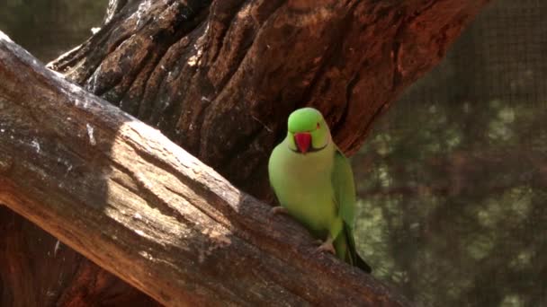 Zöld Papagáj Lejtőn — Stock videók