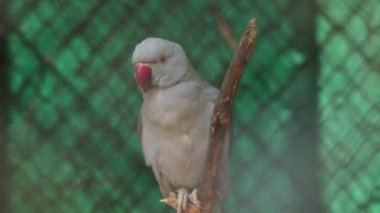 Güzel gri papağan ağaç dalına oturur.