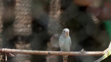 Muhabbet kuşu papağanları kuşların sevdikleri çıkıntıda duruyor. Muhabbet kuşu, papağanları jestleriyle çiftleştirir.