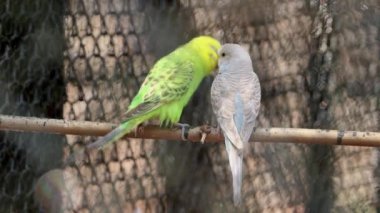 Muhabbet kuşu papağanları kuşların sevdikleri çıkıntıda duruyor. Muhabbet kuşu, papağanları jestleriyle çiftleştirir.